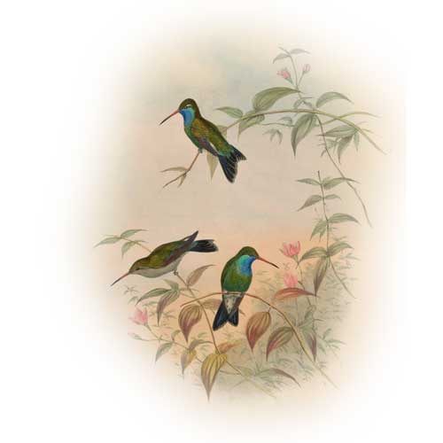 Broad-billed Hummingbird - Wildlife Garden Web Shop