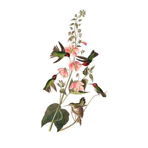 Anna's Hummingbird