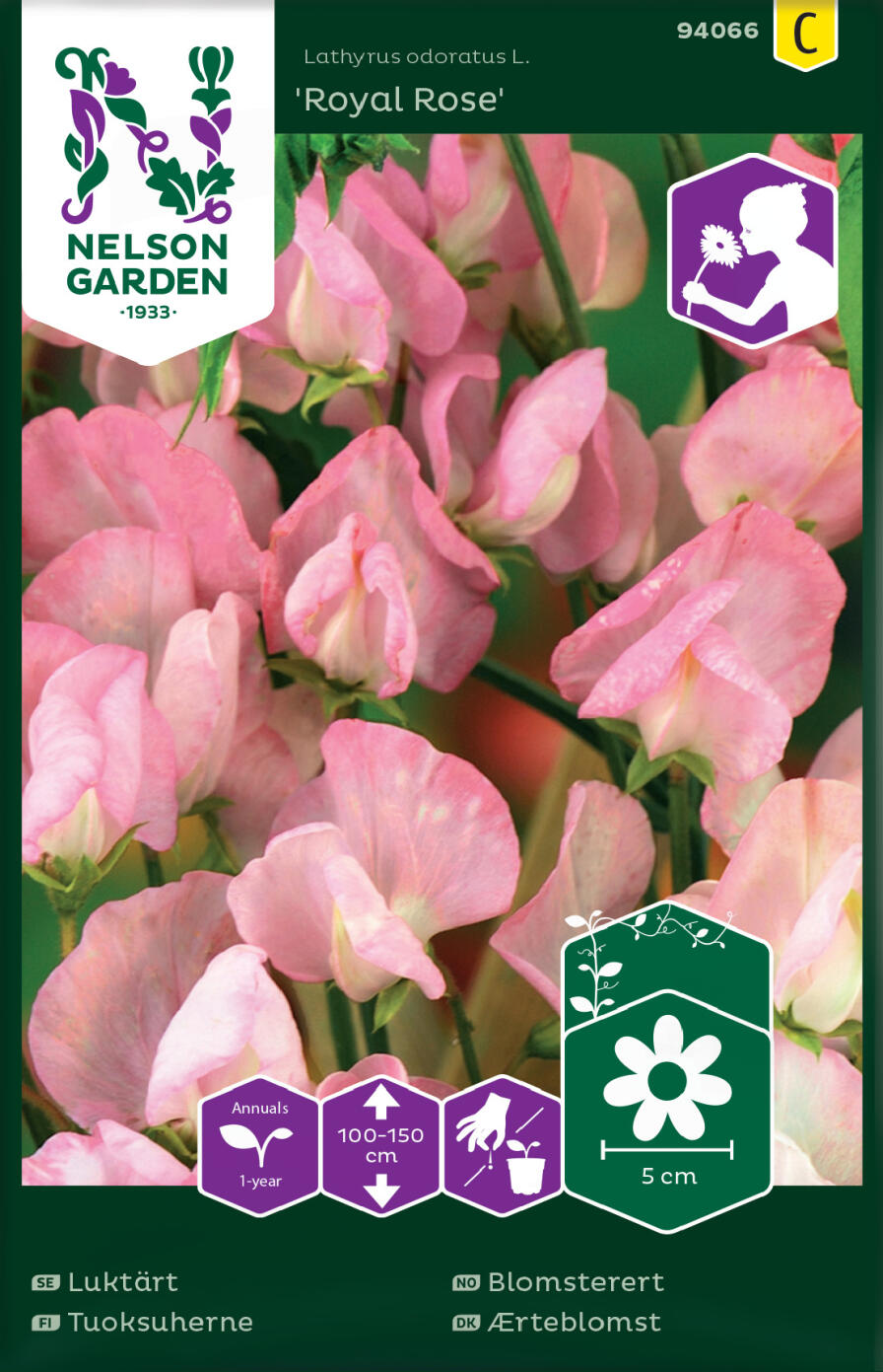 Luktärt Royal Rose