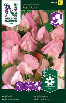 Luktärt Royal Rose