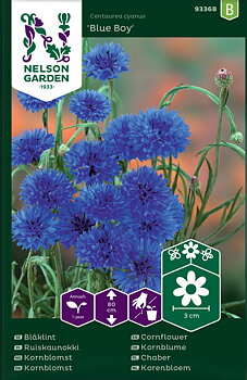 Blåklint Blue Boy