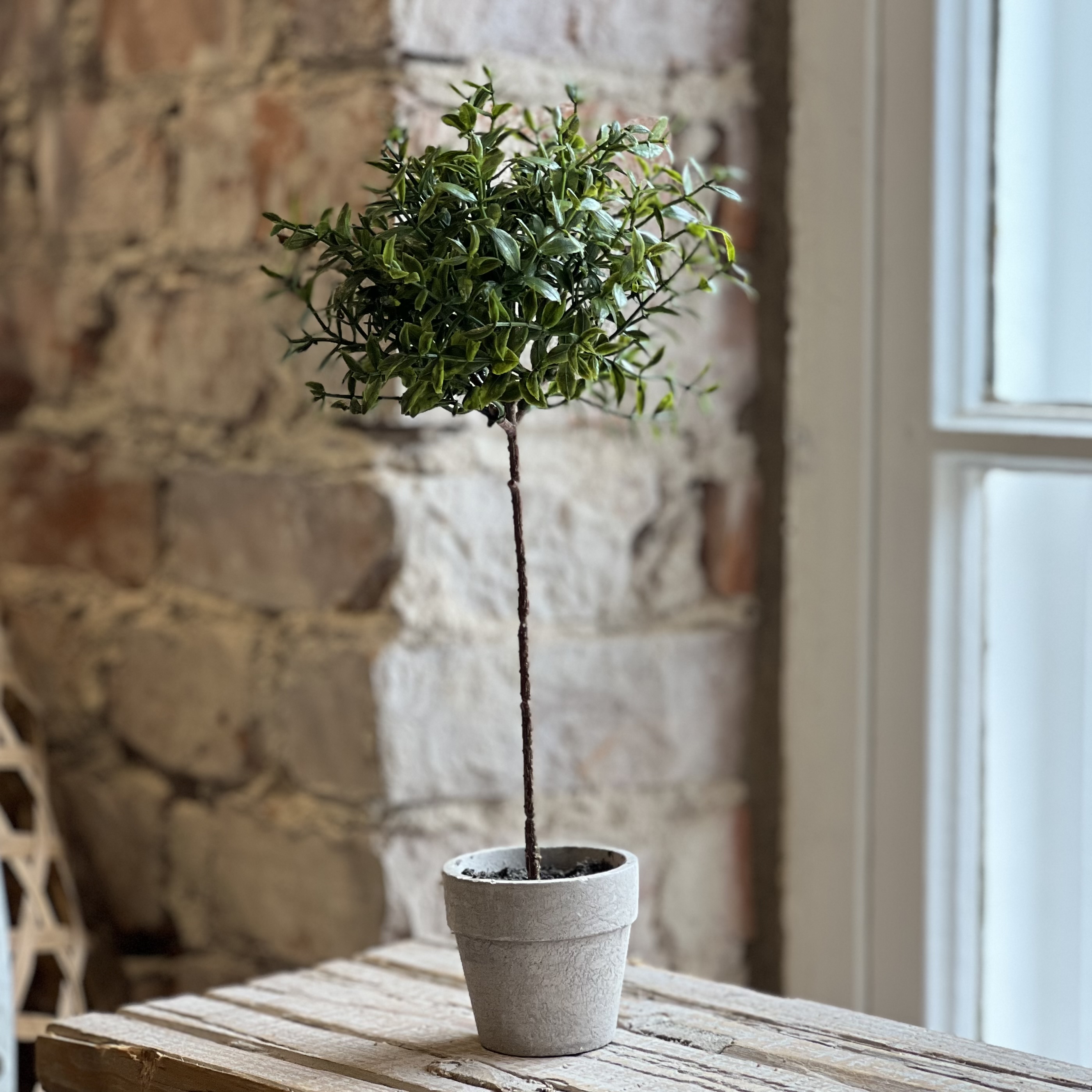 Miniträd 28 cm - Oregano