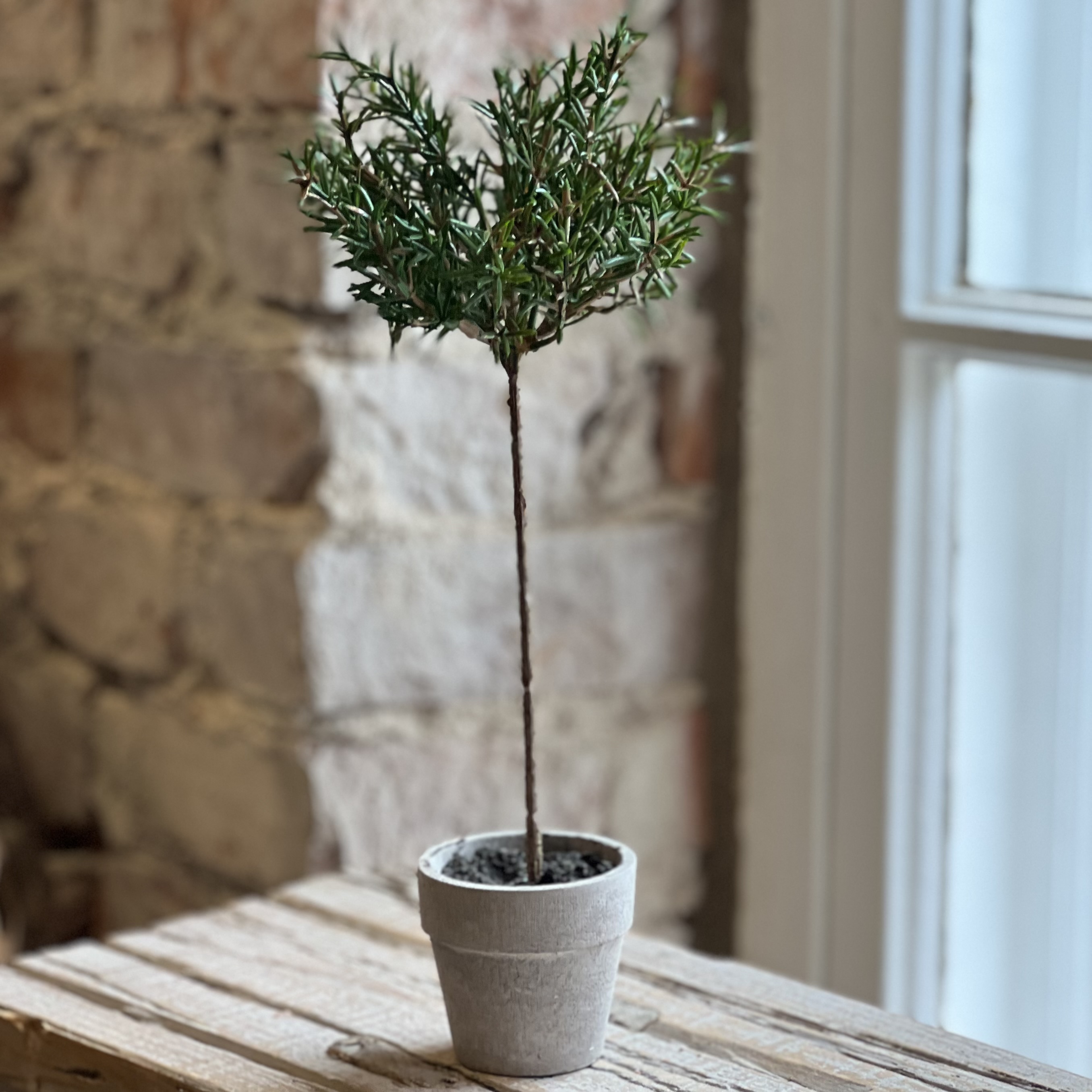 Miniträd 28 cm - Rosmarin