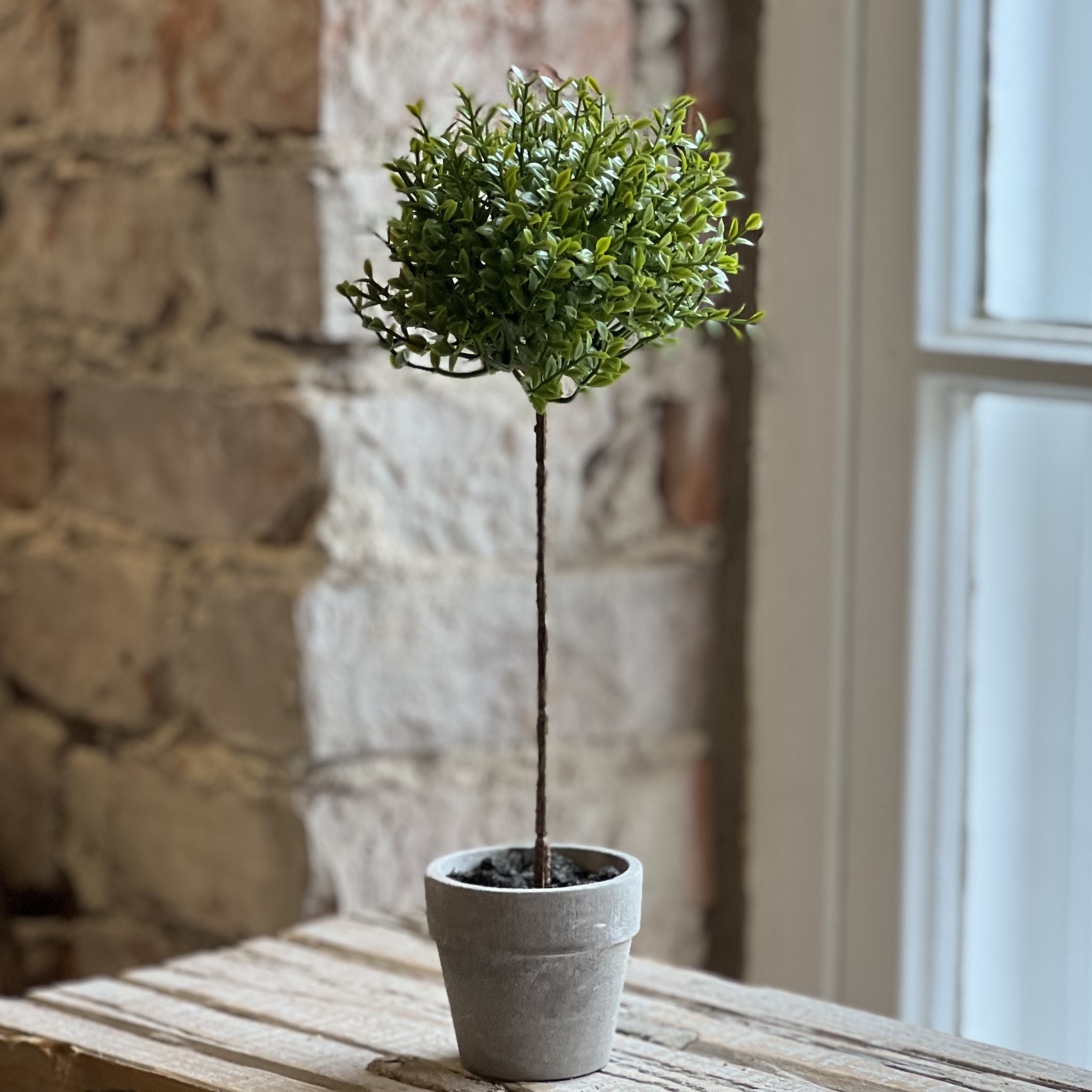 Miniträd 28 cm - Timjan