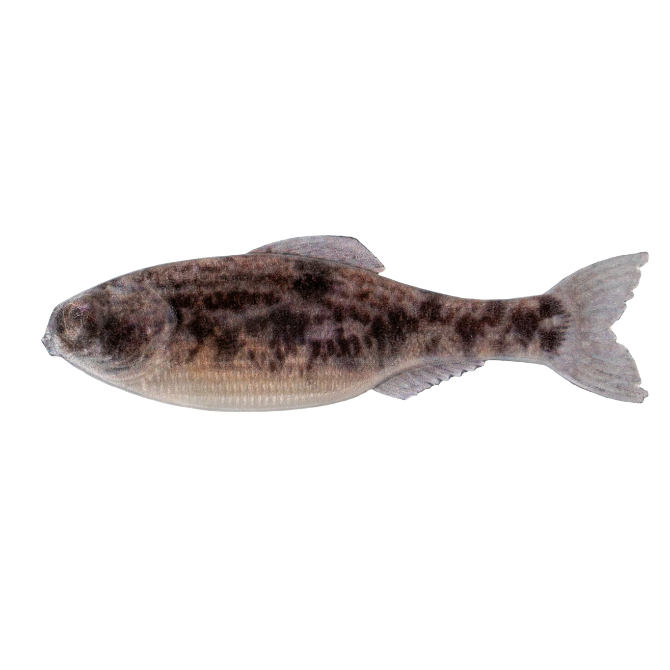 6th Sense Panorama 2.8" 7 cm 8-pack - 7