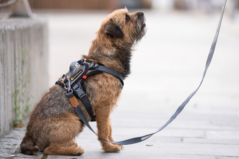 Comfort Hundsele Grå - Seleverkstedet - 5