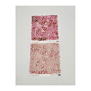 Magnolia Cardstock Kit 6x6