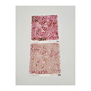 Magnolia Cardstock Kit 6x6