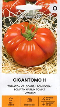 Gigantomo H Världens största tomat!