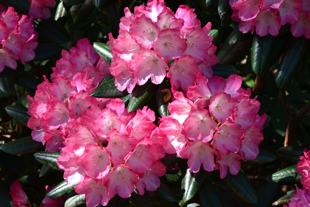 Rhododendron Fantastica 30 cm 