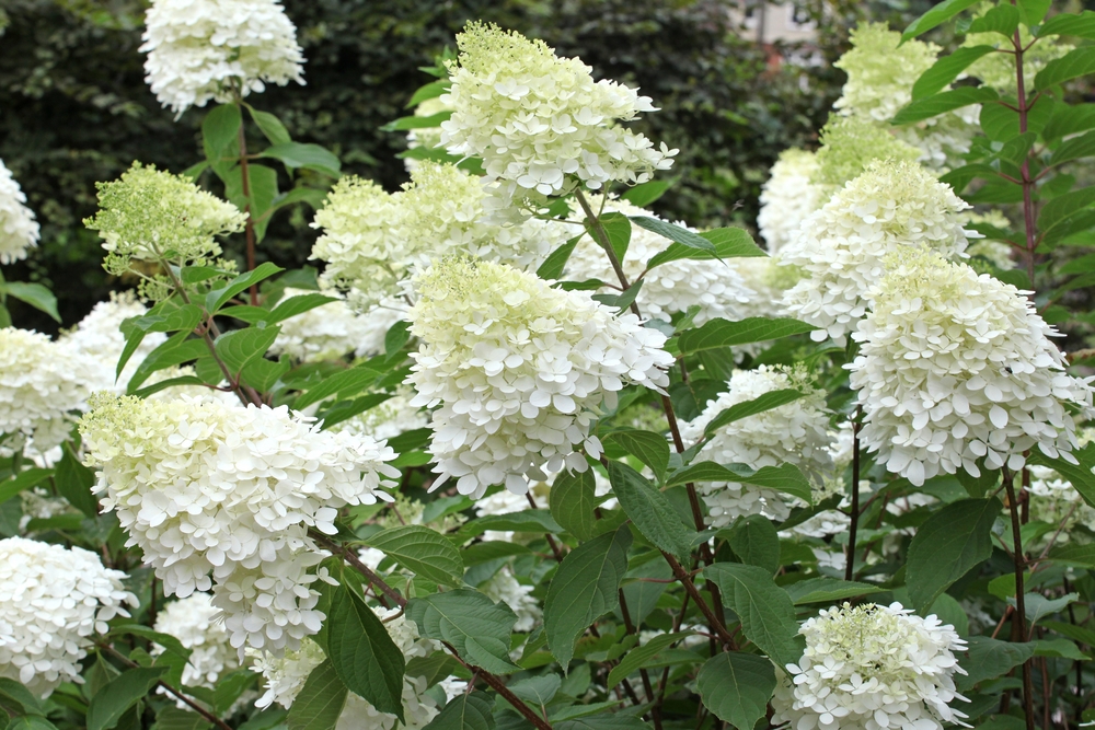 Hortensia Phantom 40 cm