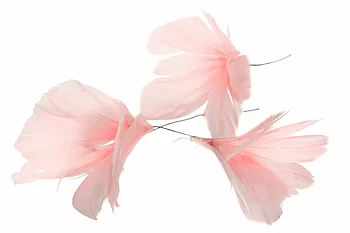 Fjäderblommor - Ljusrosa -12-Pack