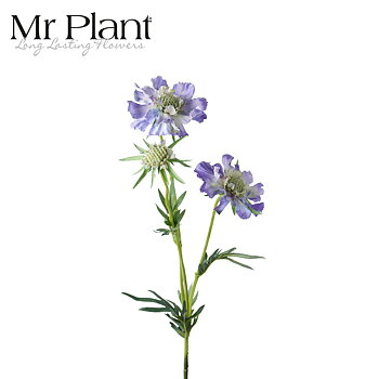 Scabiosa Mr Plant