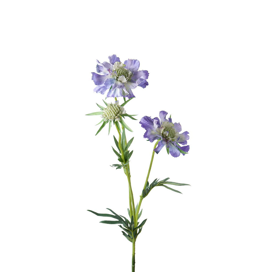 Scabiosa Mr Plant - 2
