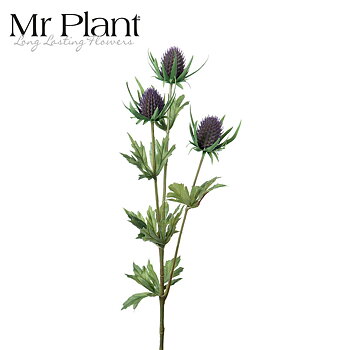 Ohdake Mr Plant