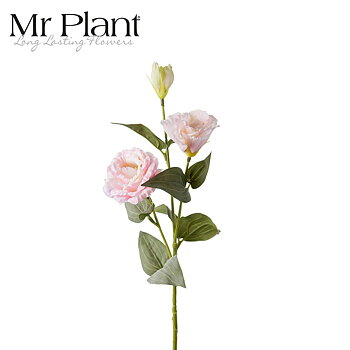 Preerian kello Mr Plant