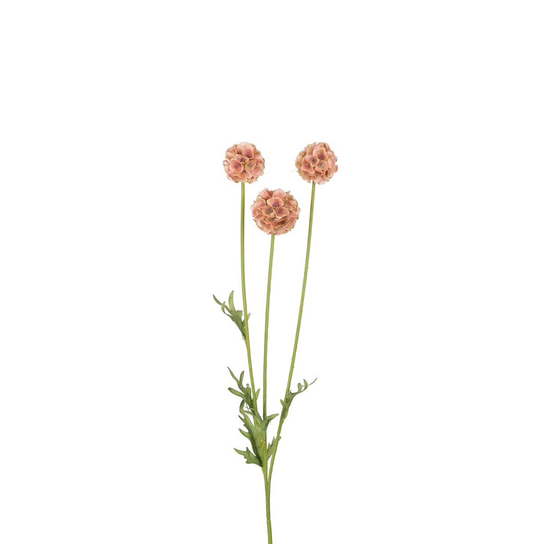 Scabiosa Mr Plant - 2