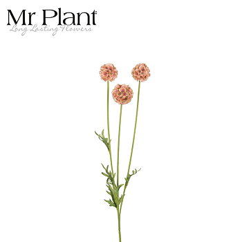 Scabiosa Mr Plant