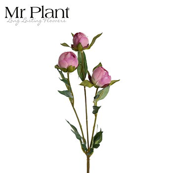Pion Mr Plant