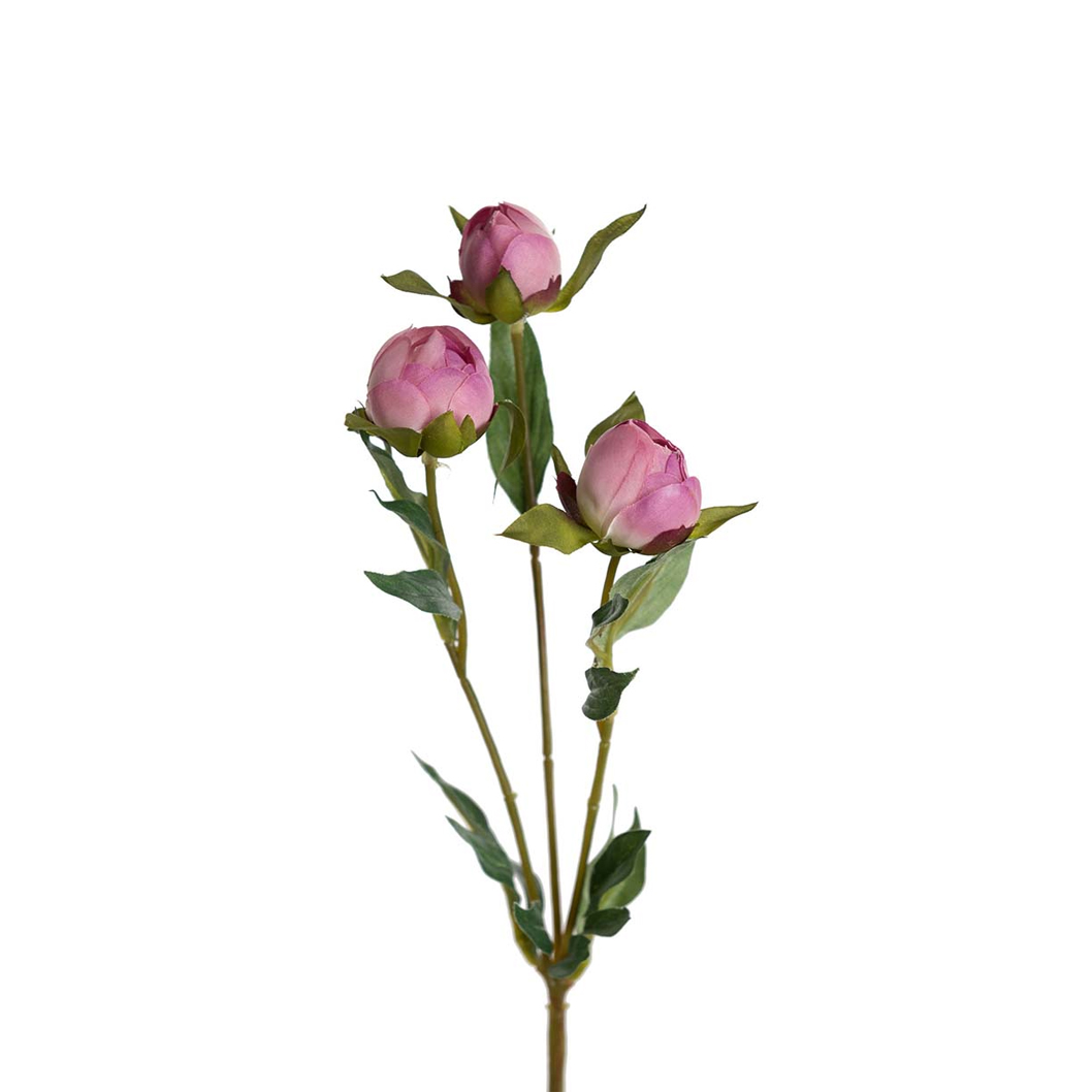 Pion Mr Plant - 2