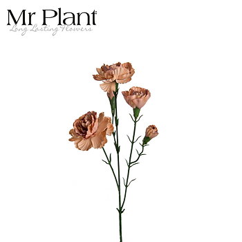 Carnival Elegance Mr Plant