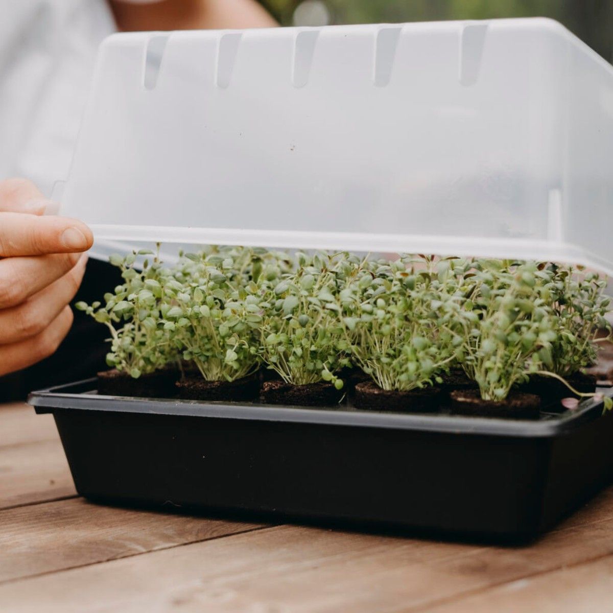 Lock till odlingstråg - 38x24 cm - Microgreens