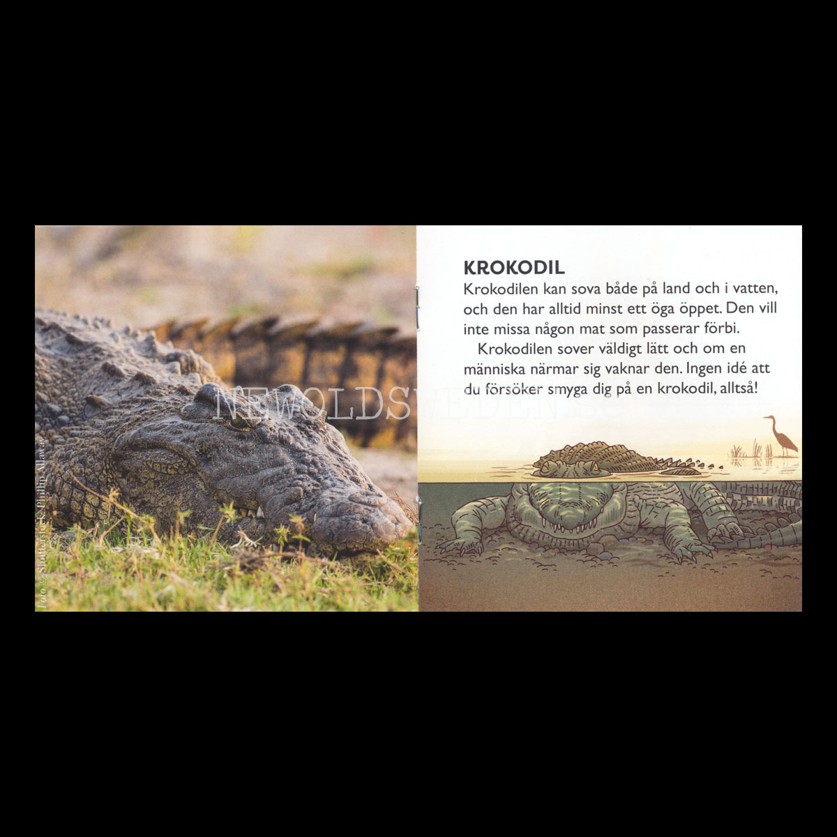 DJUREN SOVER VÄRLDSNATURFONDEN WWF pixiböcker 1809 - P115 - 2