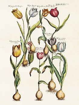 Juliste Vintage tulppaanit 18x24cm kauniita asioita