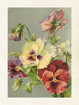 Juliste Vintage Pensé 18x24cm Kauniita asioita juliste 18x24cm
