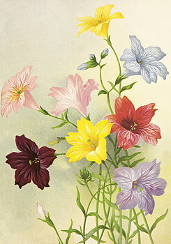 Juliste Vintage trumpetti kukkia 35x50cm kauniita asioita