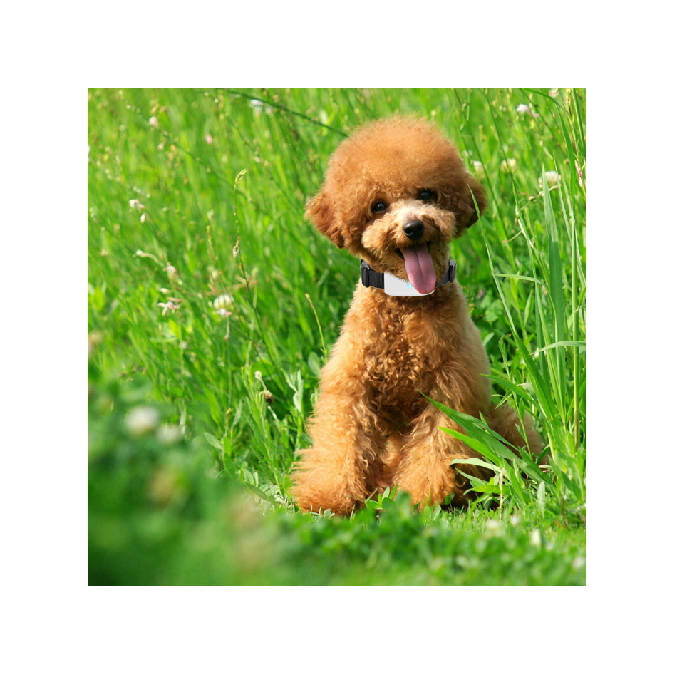 Pro 4G GPS Tracker for dogs and cats - 2