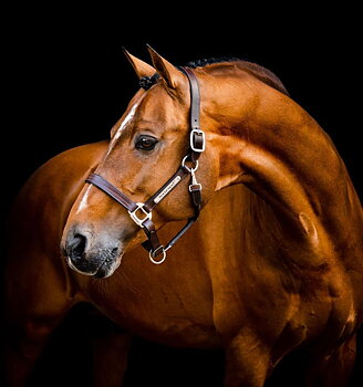 HORSEWARE SIGNATURE LEATHER HEADCOLLAR