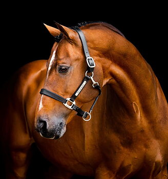 HORSEWARE SIGNATURE LEATHER HEADCOLLAR