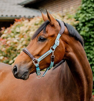 HORSEWARE SIGNATURE COMPETITION HEADCOLLAR