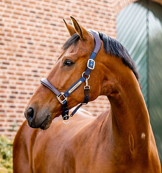 HORSEWARE SIGNATURE COMPETITION HEADCOLLAR