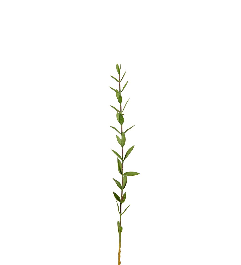 Eucalyptus 45 cm