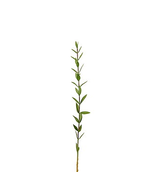 Eucalyptus 45 cm