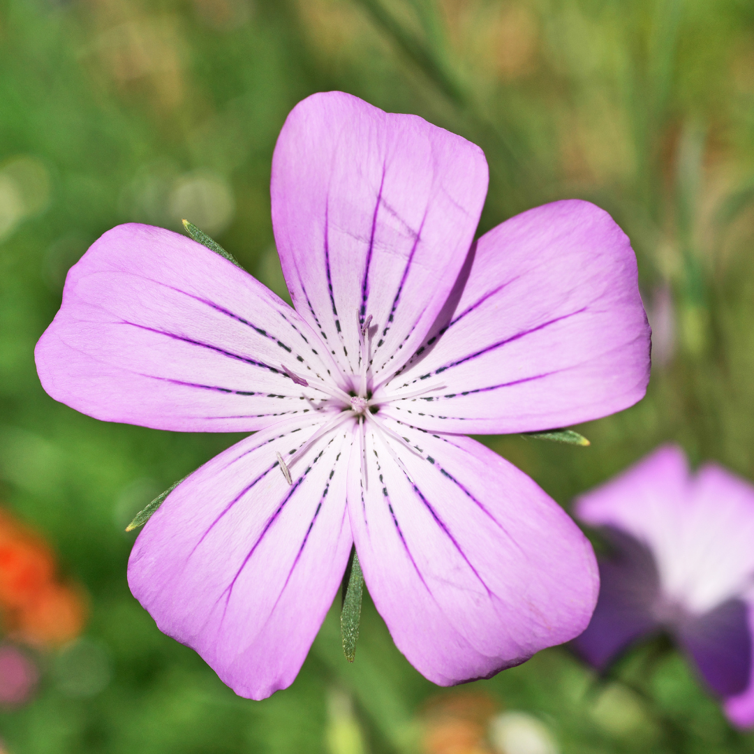 Klätt - Coeli-Rosa
