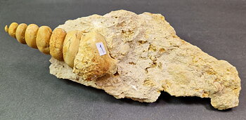Fossil Turritella communis