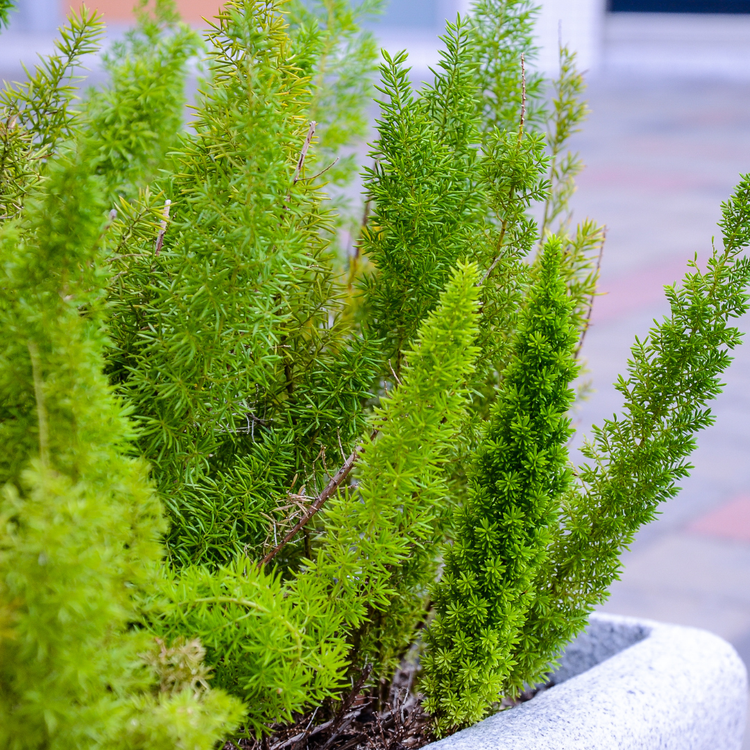 Svanssparis - Meyeri - Natalsparris