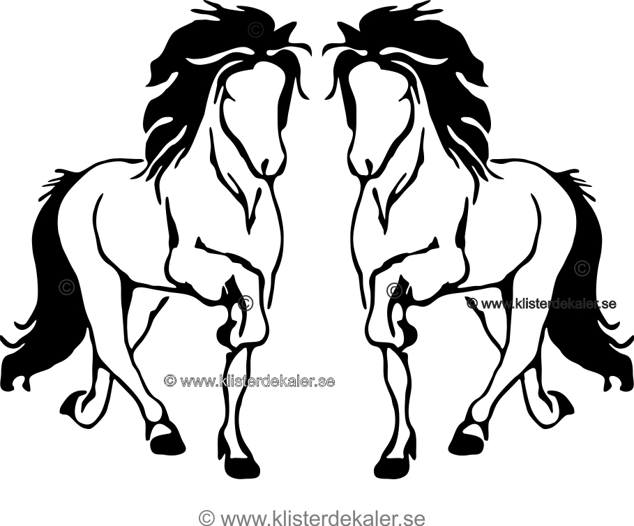 Single Icelandic horse 42