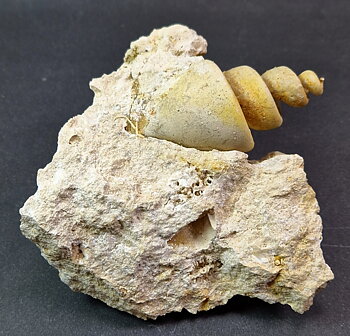 Fossil Turritella communis