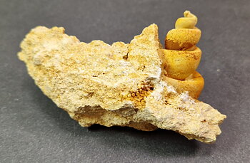 Fossil Turritella communis