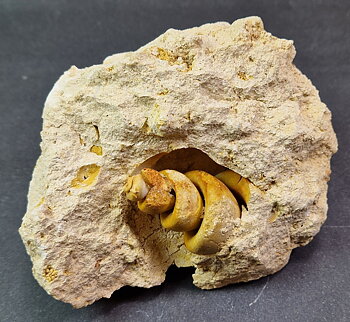 Fossil Turritella communis