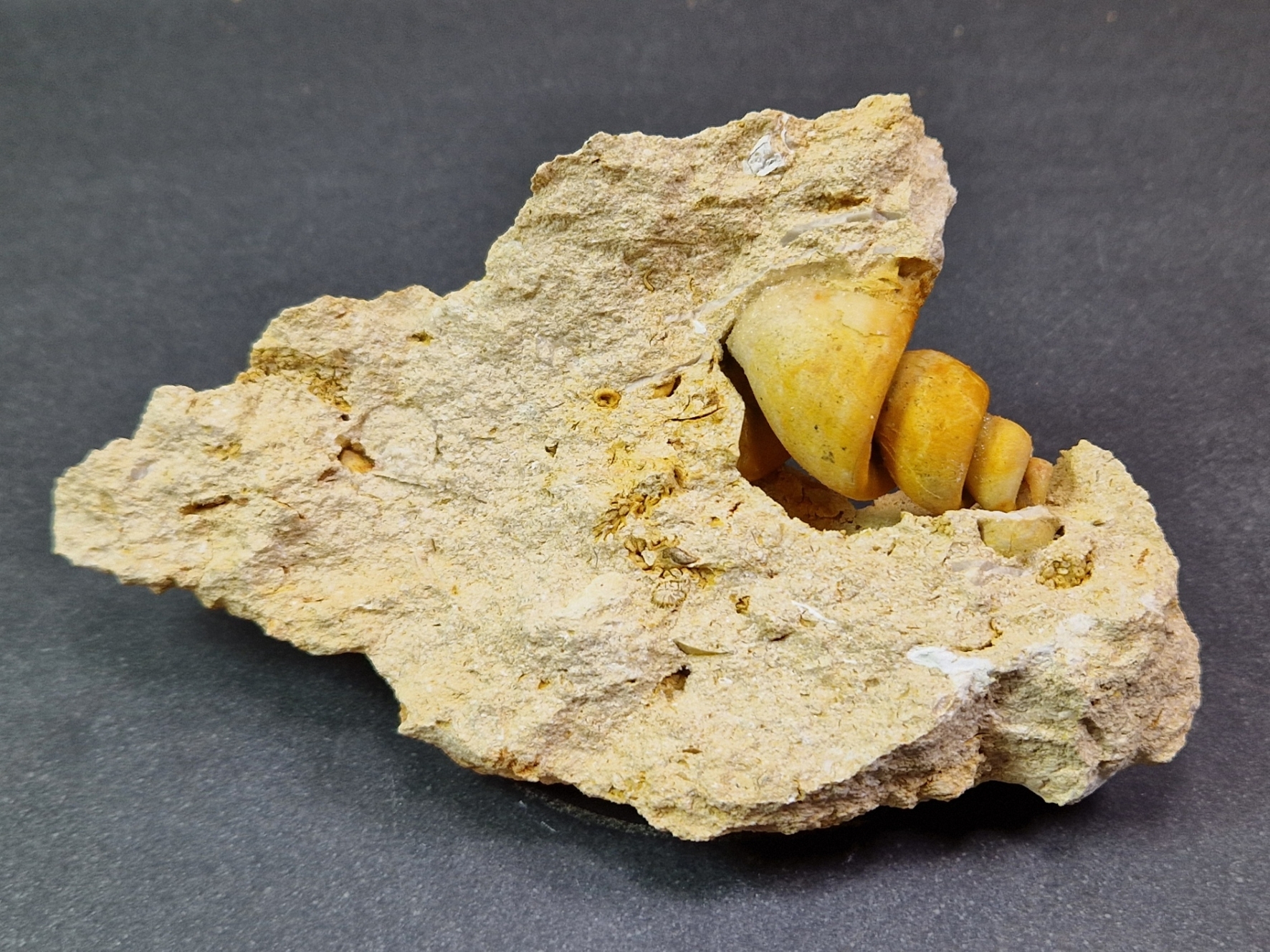 Fossil Turritella communis