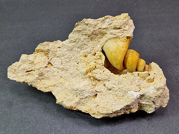 Fossil Turritella communis