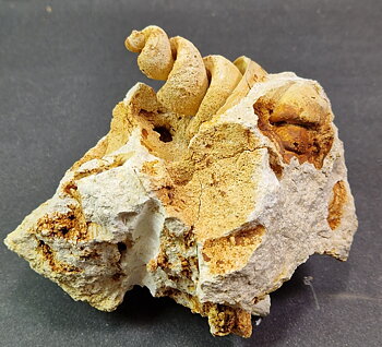 Fossil Turritella communis