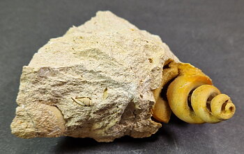 Gasteropode - Fossil Turritella communis