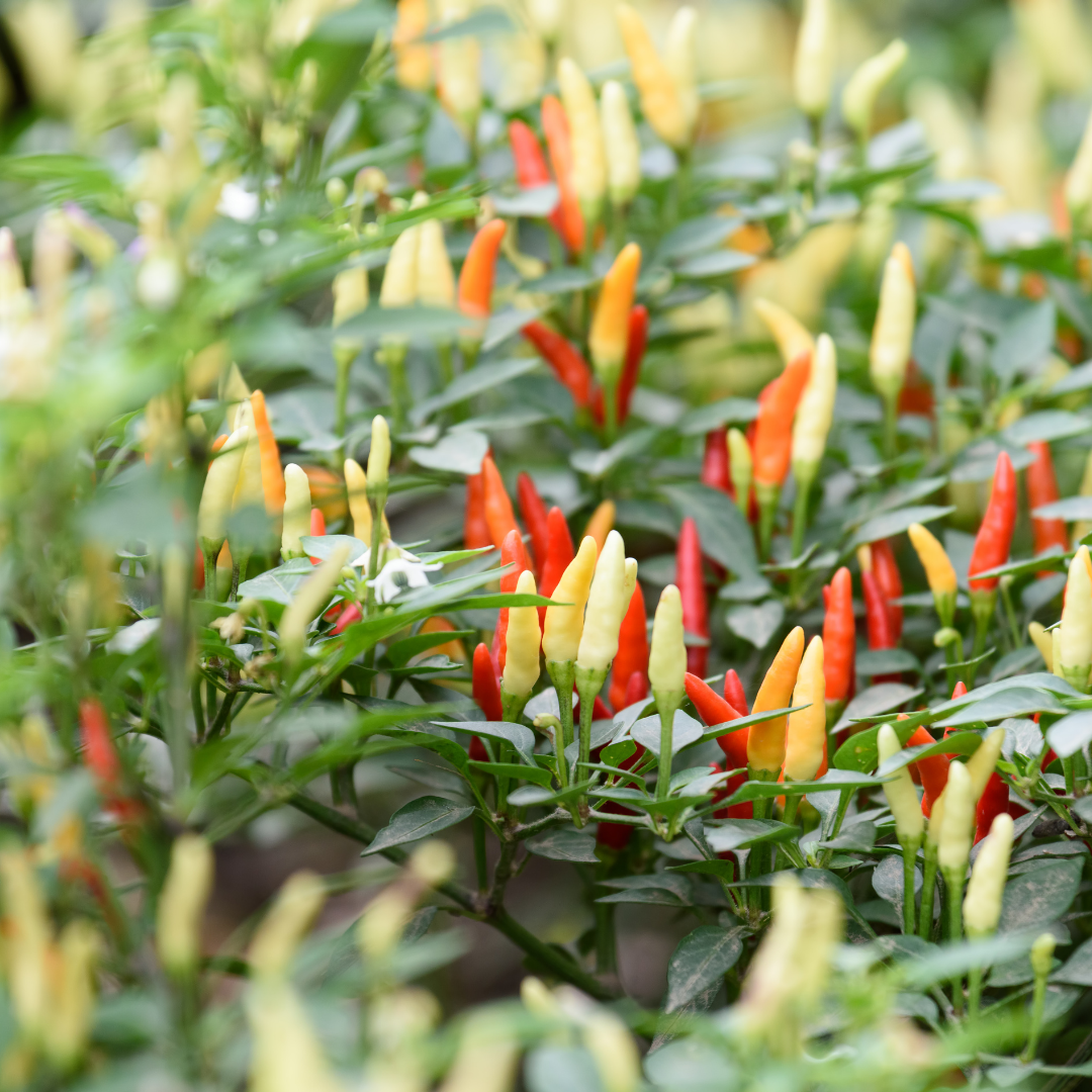 Ekologisk Chili - Tapio