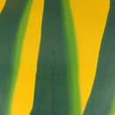 Hjördis Oldfors (Bengali 1954) Lens-Formed Bowl with Green/Yellow Decor 16 cm